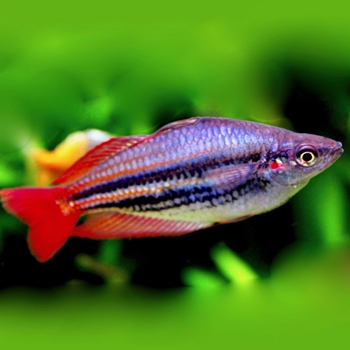 Melanotaenia australis - Western rainbowfish L